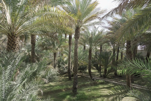 Palm trees in oasis in arabian desert 