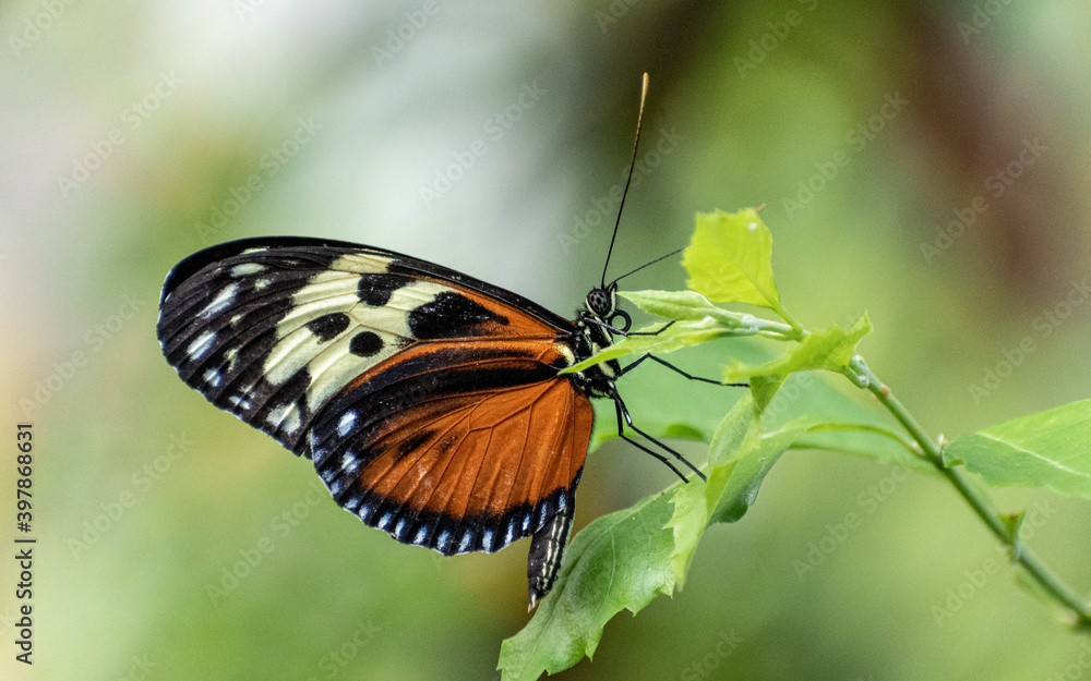 butterfly on leaf butterfly on leaf