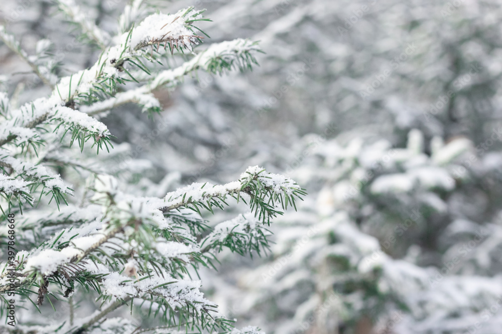 Spruce branches of cute little Christmas trees with first snow, winter onset landscape