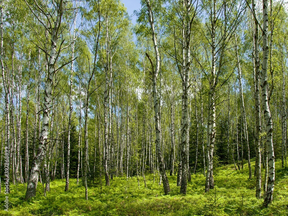 Birch grove overgrows the former impact area on the Jordan, in the Brdy Protected Landscape Area (CHKO Brdy), formerly a military area Birch grove overgrows the former impact area on the Jordan, in the Brdy Protected Landscape Area (CHKO Brdy), formerly a military area