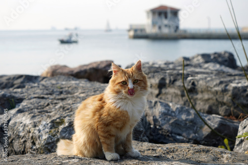 Beautiful cat with feathers posing on rock