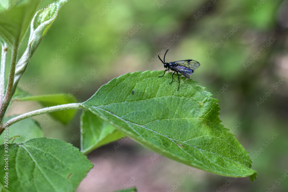 insects on a tree branch in the forest insects on a tree branch in the forest