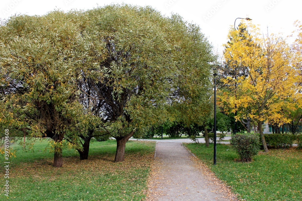 Autumn park with yellow foliage