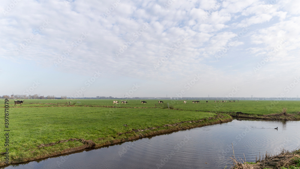 Cows walking in a line on a meadow Cows walking in a line on a meadow