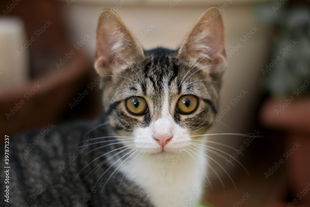 Cara de un gato Cara de un gato