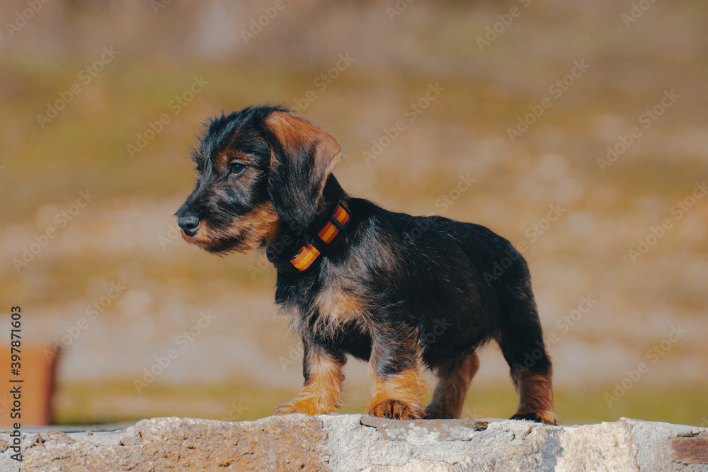 Dachshund puppy with yellow and red collar looking at his owner