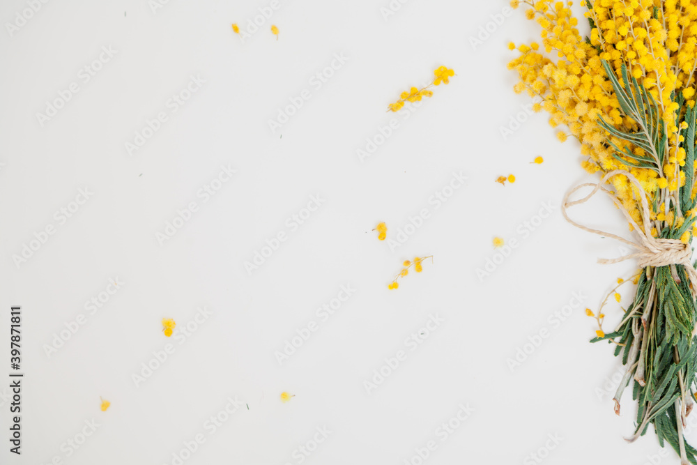 bouquet of yellow mimosa on white background bouquet of yellow mimosa on white background