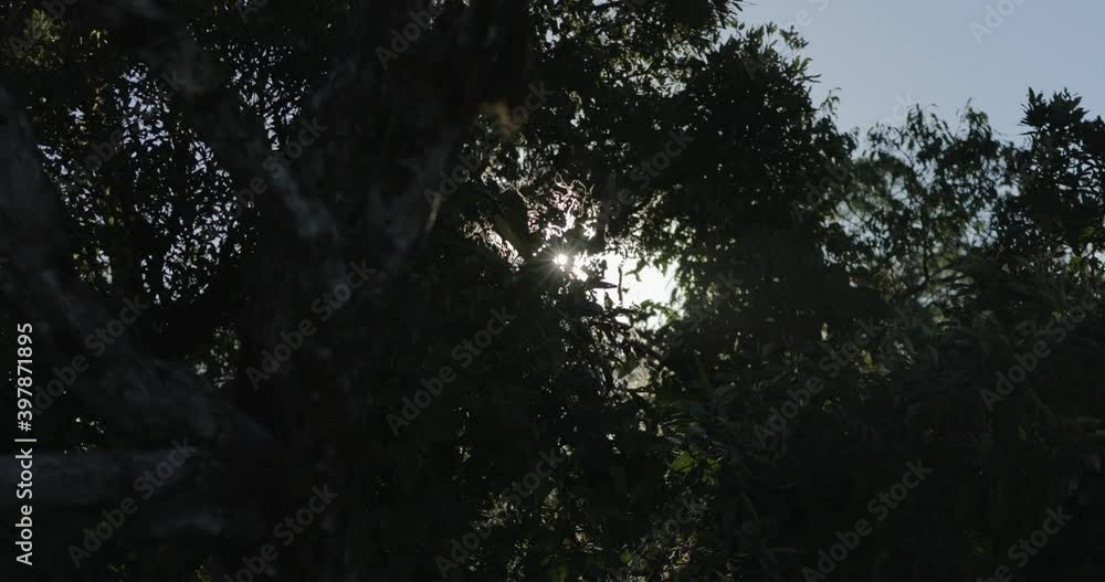 Sun glare through branches, in Brazil, South America - Handheld view Sun glare through branches, in Brazil, South America - Handheld view