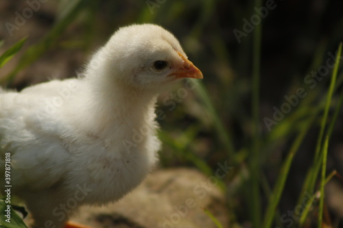 Retrato acercamiento a un pollito de granja © JuanitaVD
