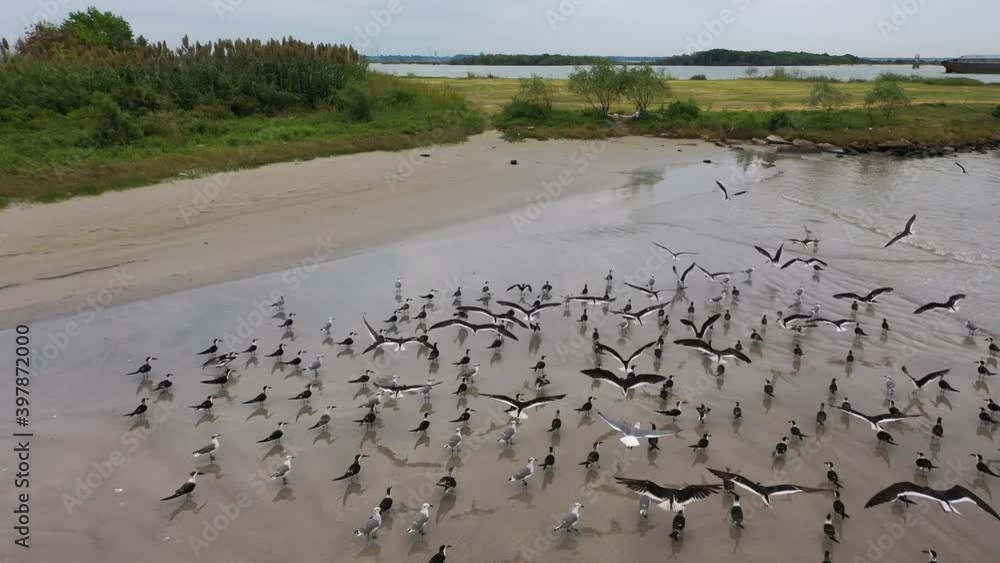 Sea Birds at Morgan's Point in LaPorte, Texas Sea Birds at Morgan's Point in LaPorte, Texas