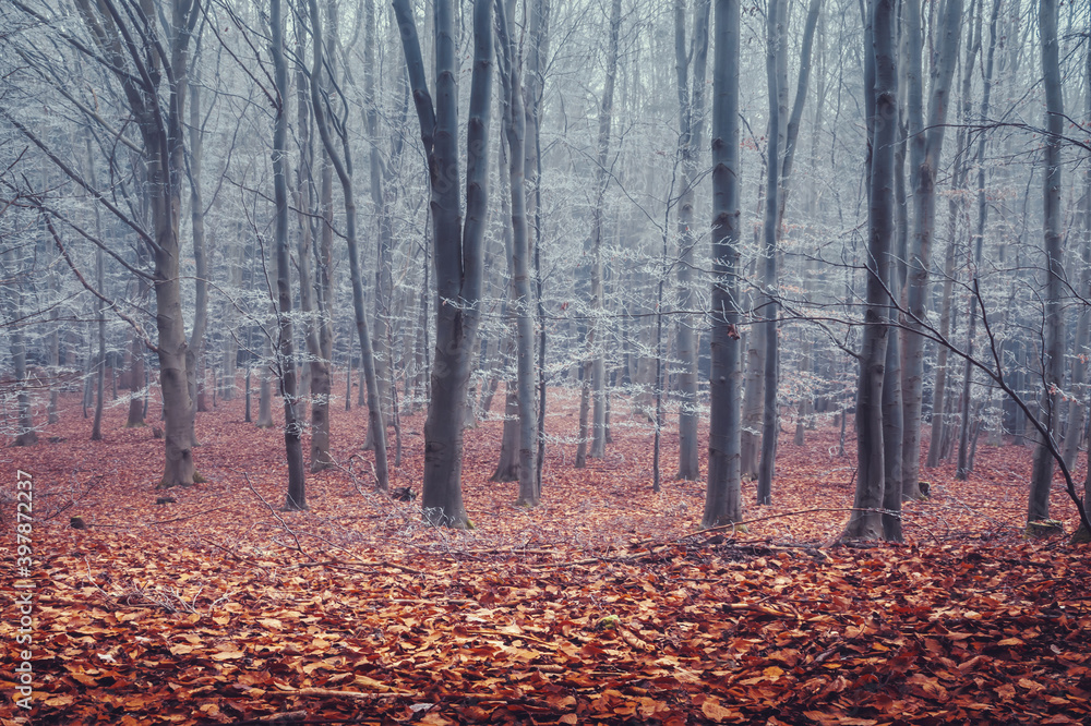 oak forest in fog, ground covered with fallen red leaves, autumn dry weather
