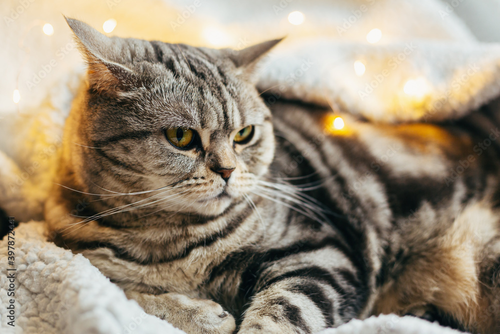 Naklejka premium Funny cat (Scottish Stright breed), laying on the white blanket with twinkles.