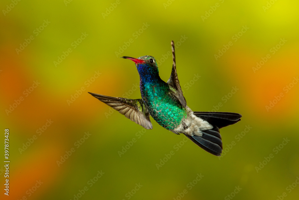 Fototapeta premium Male Broad-billed Hummingbird flying