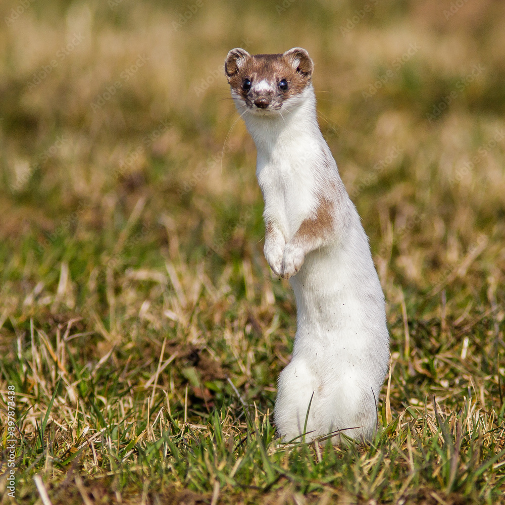 Hermelin (Mustela erminea)