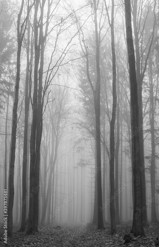Footpath in a beech forest in autumn disappearing in the fog, high straight trunks, gloomy mood in black and white, portrait format, Brdy Protected Landscape Area (CHKO Brdy), Czech Republic Footpath in a beech forest in autumn disappearing in the fog, high straight trunks, gloomy mood in black and white, portrait format, Brdy Protected Landscape Area (CHKO Brdy), Czech Republic