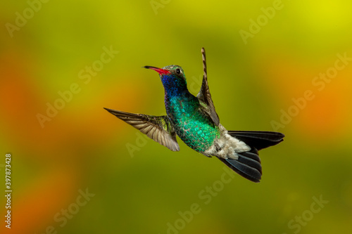 Male Broad-billed Hummingbird flying