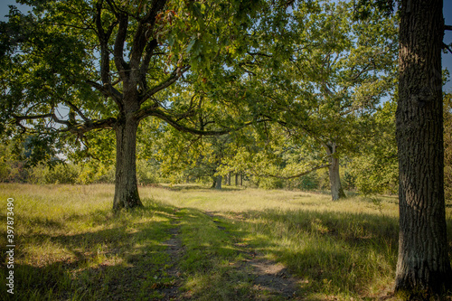 Fototapeta Naklejka Na Ścianę i Meble -  Beautiful green nature with oak trees.