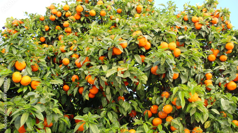 Banner of tree oranges or mandarins where there are a lot of leaves and a lot of fruit. Many fruits.