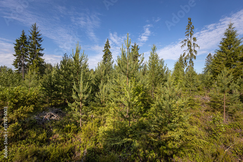 A young pine forest grows on the site of a felled forest.