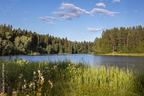 The river along the banks of which the pine forest grows. In the foreground is tall grass at the edge of the shore.