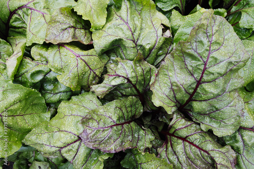 Fototapeta premium Raindrops on the surface of beet leaves.