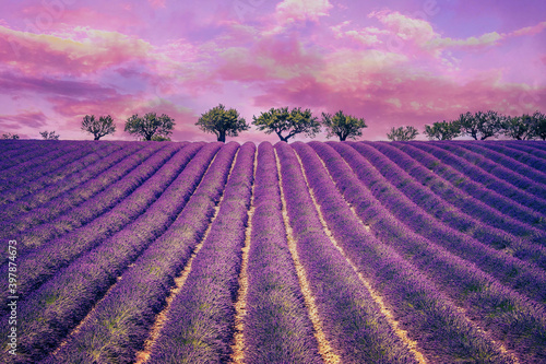 Beautiful Lavender field