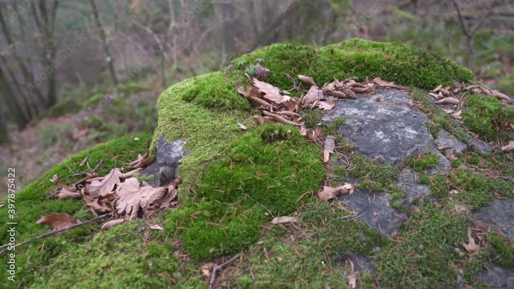 Green moss covering a rock in forest. Natural autumnal background, handheld close-up shot Green moss covering a rock in forest. Natural autumnal background, handheld close-up shot