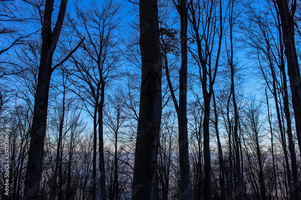 Sunset in the woods. The blue sky is starting to change color. The light disappears and it gets darker. Sunset in the woods. The blue sky is starting to change color. The light disappears and it gets darker.