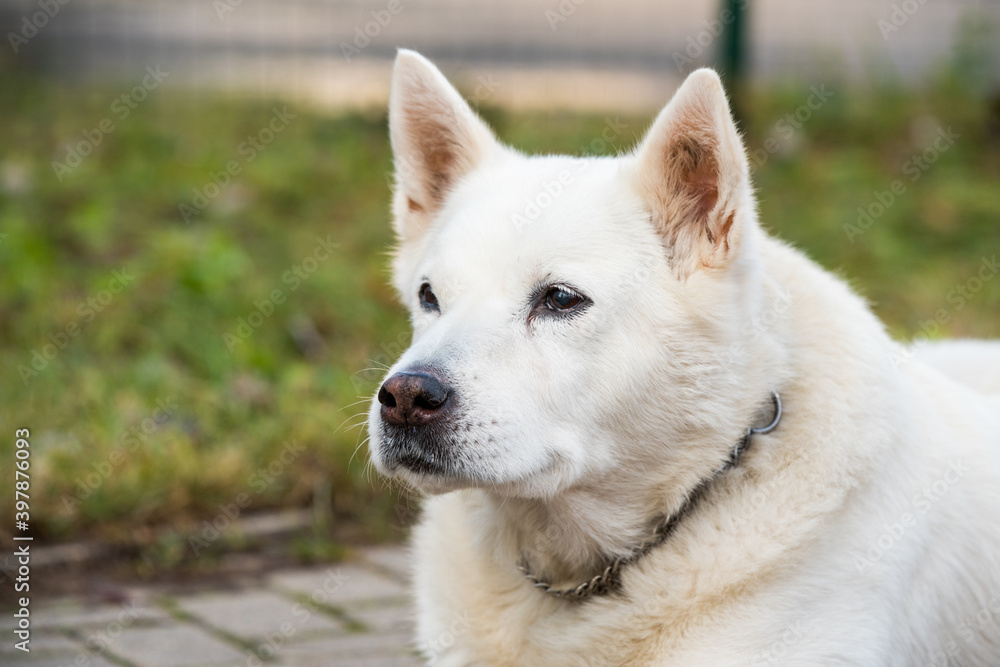 Old white swiss shepherd dog poses outside Old white swiss shepherd dog poses outside