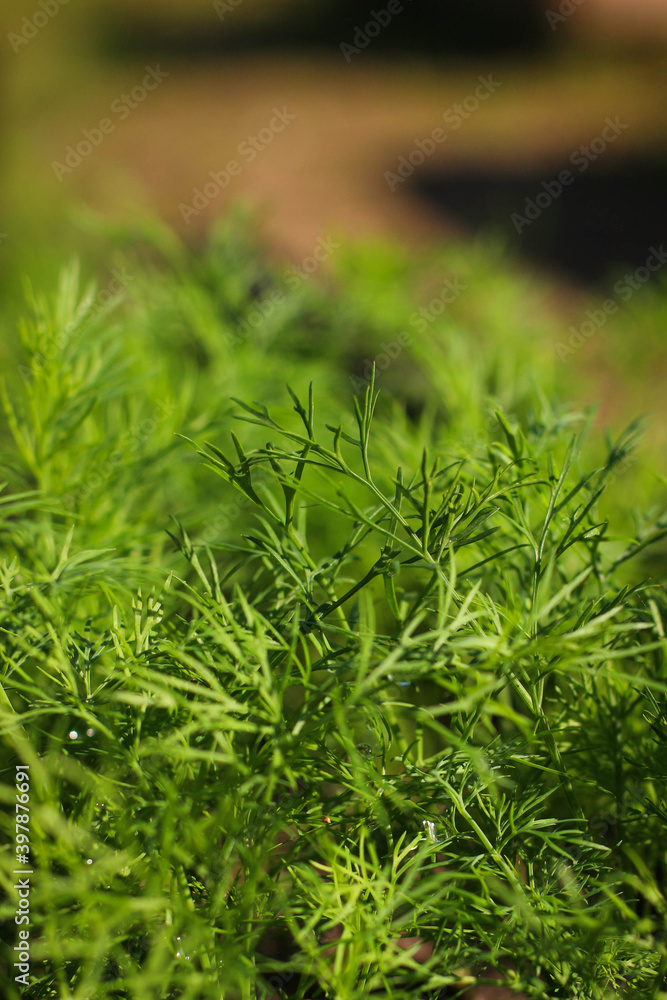 Dill herb growing in the garden for background use. Young green fresh dill grow background. Dill herb growing in the garden for background use. Young green fresh dill grow background.