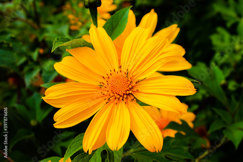 yellow flower