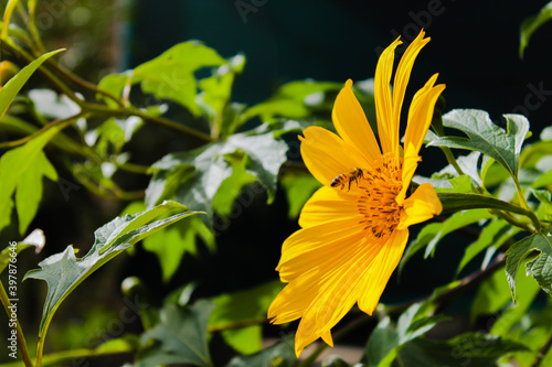 bee on yellow flower