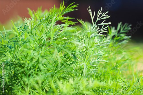 Dill herb growing in the garden for background use. Young green fresh dill grow background.
