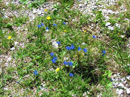 wildflowers incl. spring gentian (Gentiana verna)