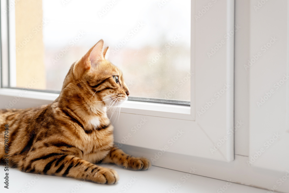A cute Bengal cat lies on the windowsill and looks out the window.