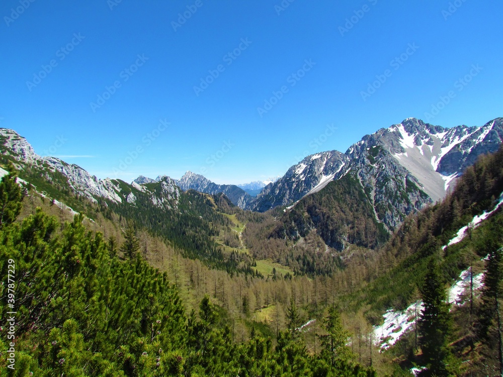 alpine valley at Zelenica in Karawanks, gorenjska, Slovenia covered in coniferous forest