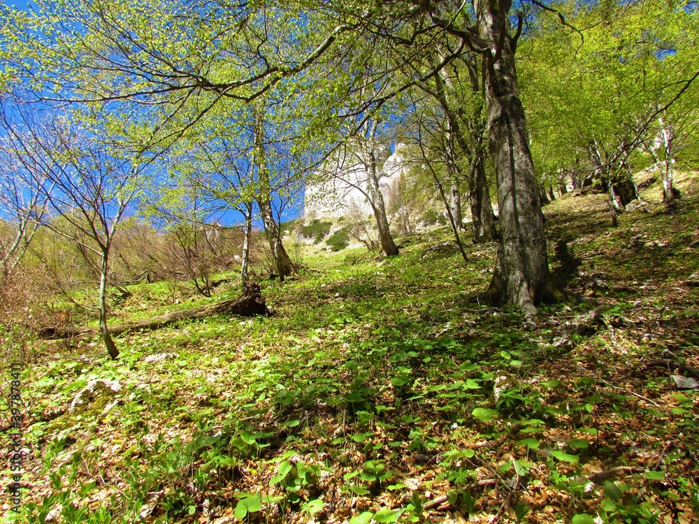 Slope covered in beech forest and white butterbur (Petasites albus) in Slovenia
