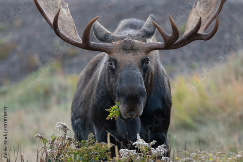 Bull Moose