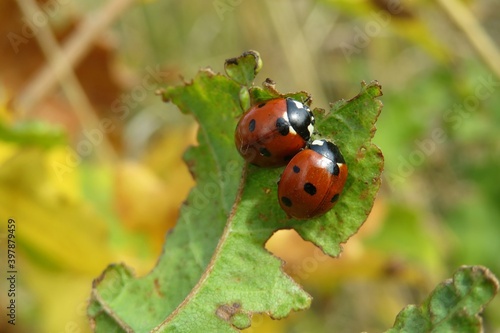 Photography Two ladybugs on a leaf in autumn garden, closeup