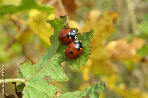 Fotografía Two ladybugs on leaf in autumn garden, closeup
