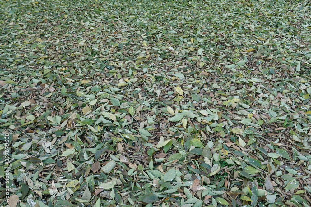 Texture Formed From Green Leaves Laying on The Ground Texture Formed From Green Leaves Laying on The Ground