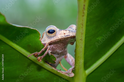 Eared tree frog perched in a leaf