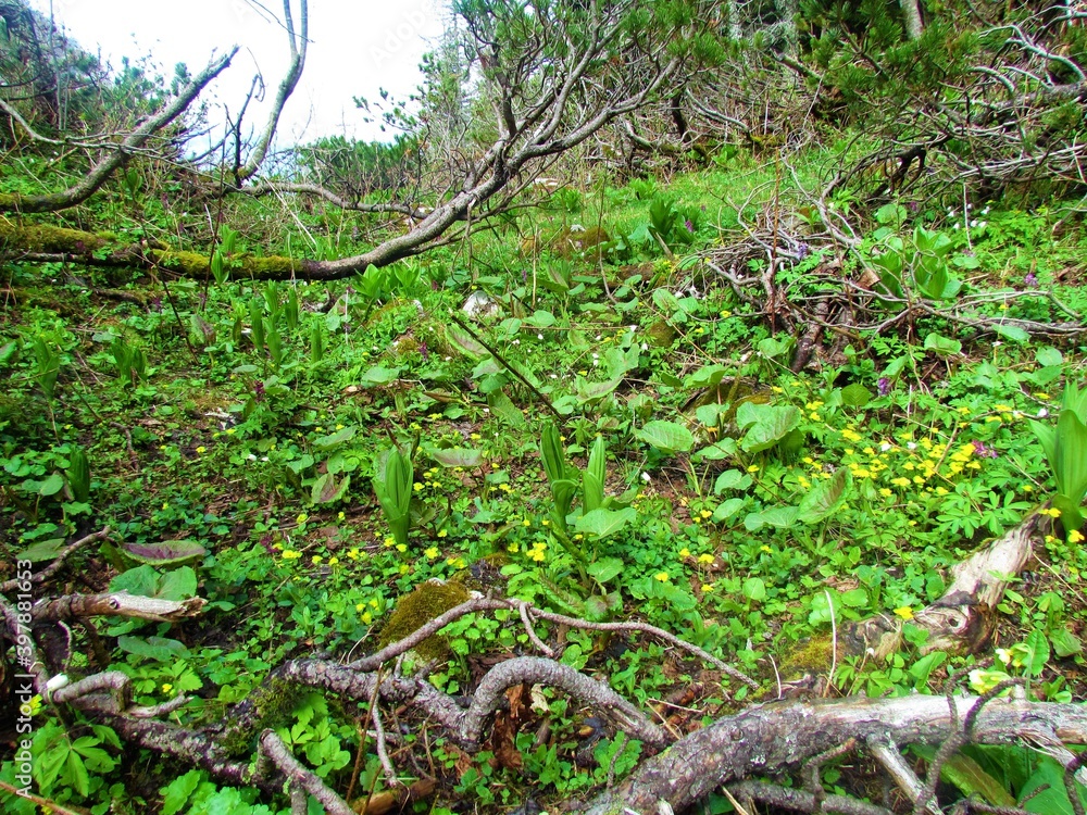 Lush alpine vegetation with white hellebore (Veratrum album)