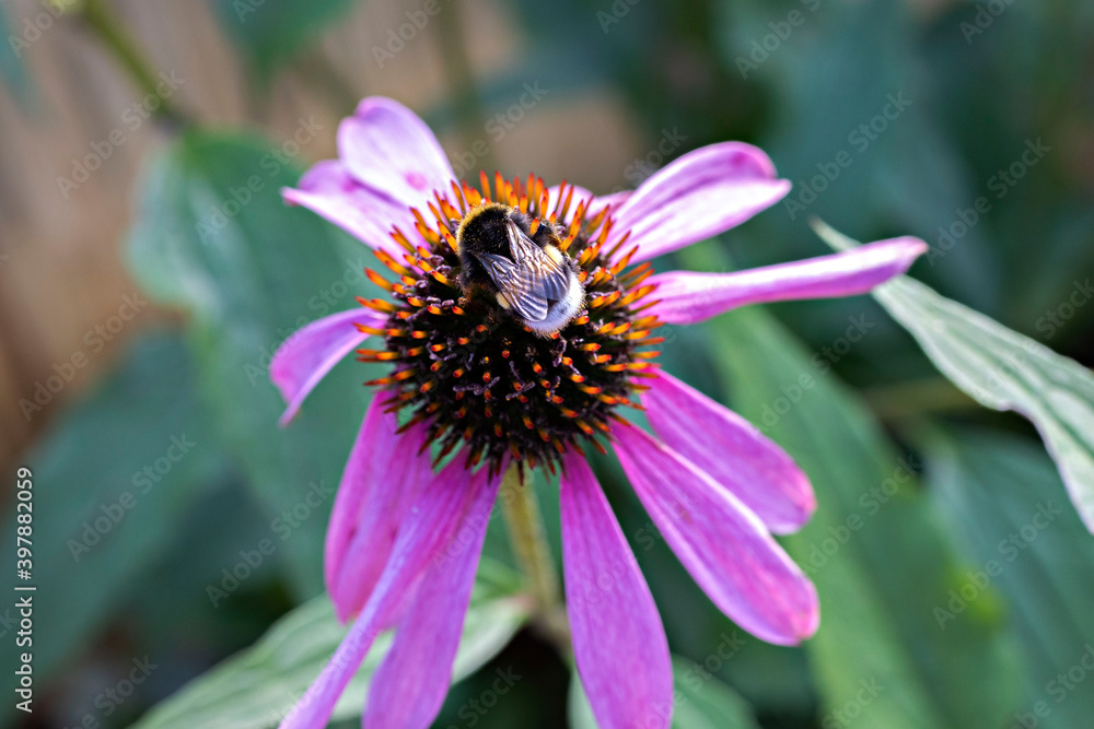 Echinacea purple flower and bee in the garden Echinacea purple flower and bee in the garden