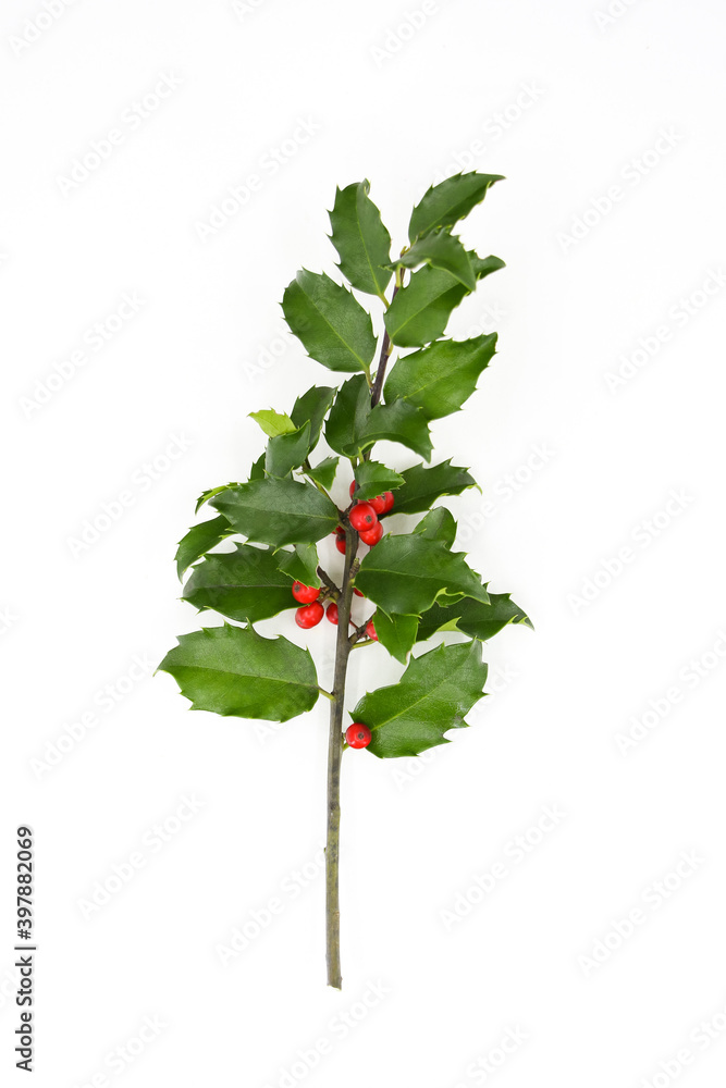 Holly branch with berries isolated on white Holly branch with berries isolated on white