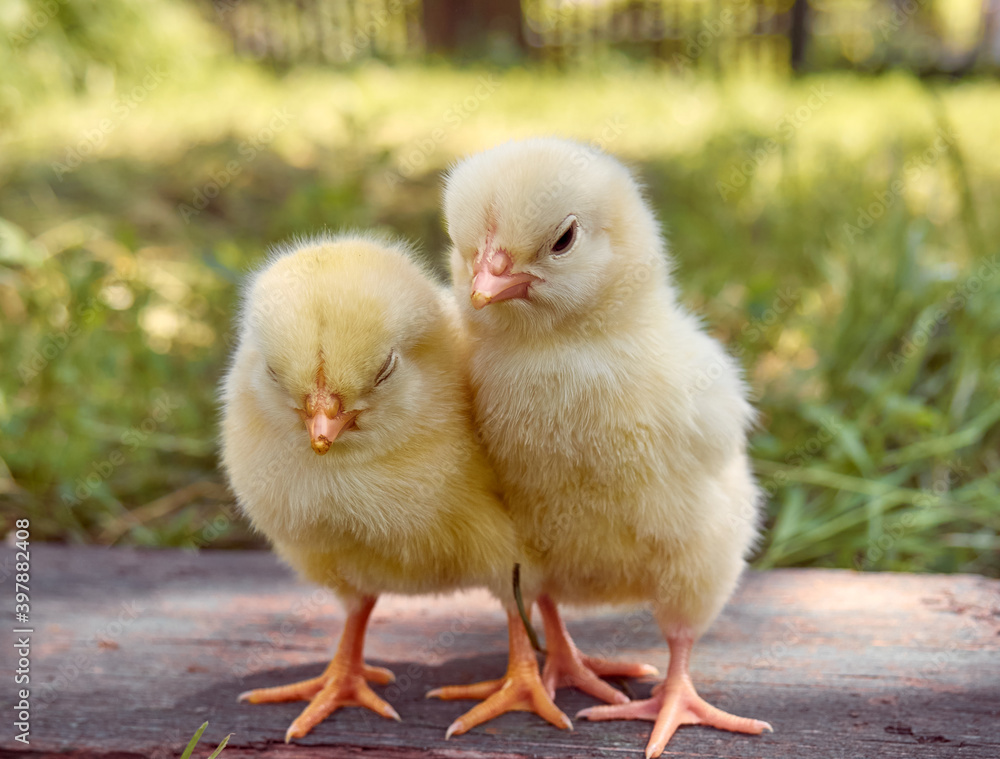 Little yellow cute baby chicks. Little yellow cute baby chicks.