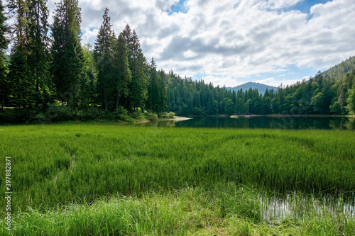 high altitude mountain lake among the forest. spruce trees on the shore. beautiful nature scenery on a sunny day.