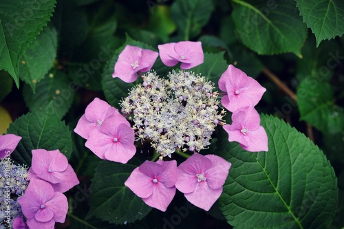 Pink lace cap hydrangea macrophylla in flower in the summer months photo