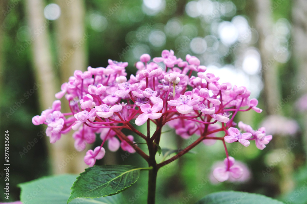 Pink Hydrangea macrophylla 'Ayesha' in flower during the summer months Pink Hydrangea macrophylla 'Ayesha' in flower during the summer months