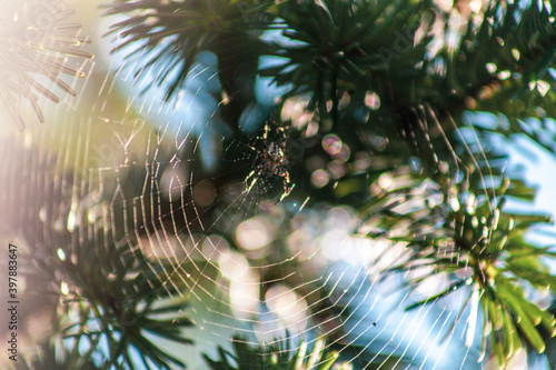 Spider and web on the fir branch
